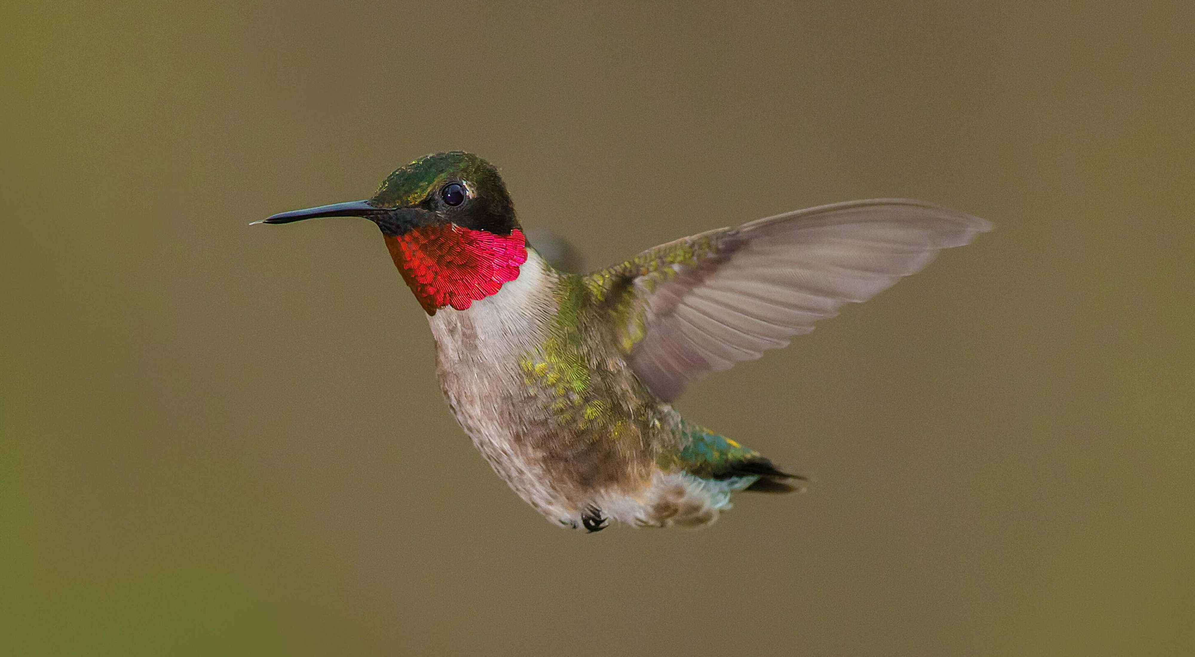 A ruby-throated hummingbird mid-flight with wings spread. 