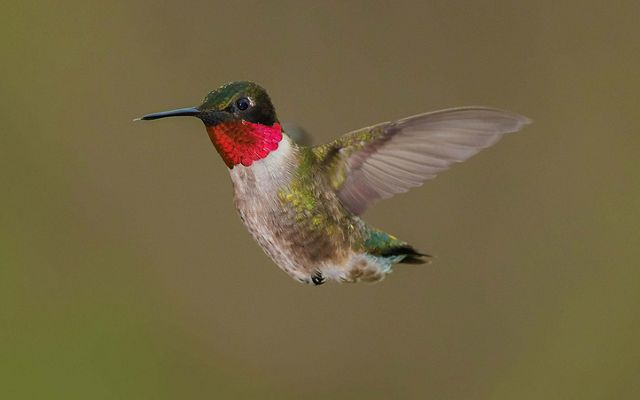 A small humming bird with a red throat flys with its wings outstretched.
