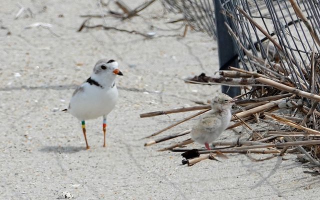 A piping plover bird supervises a least tern chick on the sand of the beach.