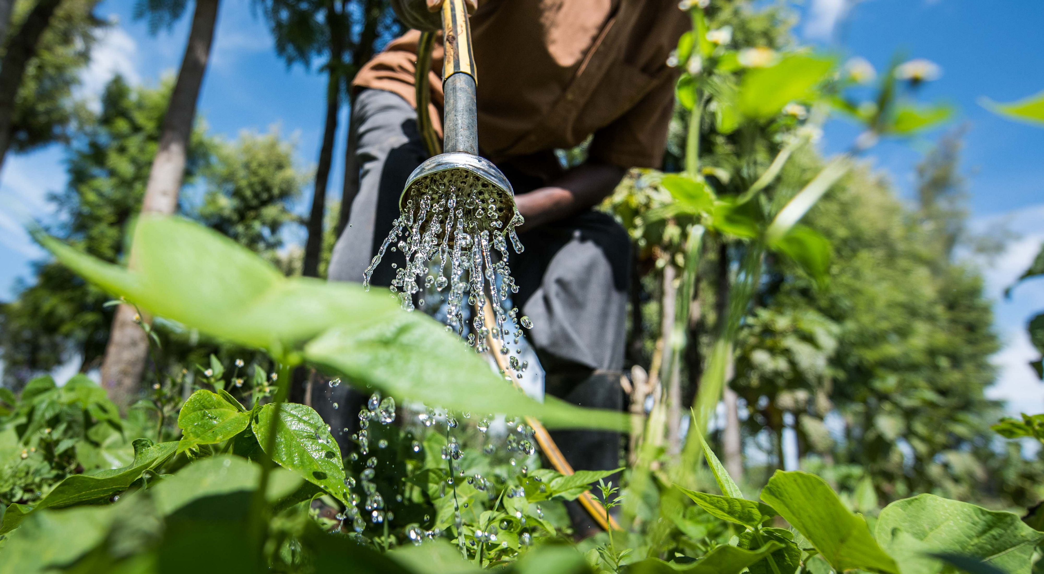 A rainwater harvesting pan provided by the Upper Tana-Nairobi Water Fund is used to irrigate food crops in the dry season.