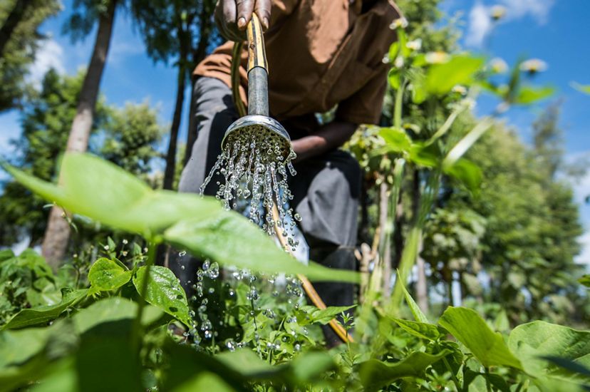 A man waters his crop with water from his water pan