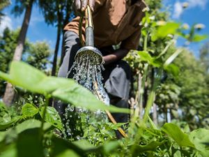 A hose is used to water plants on a farm in Africa.