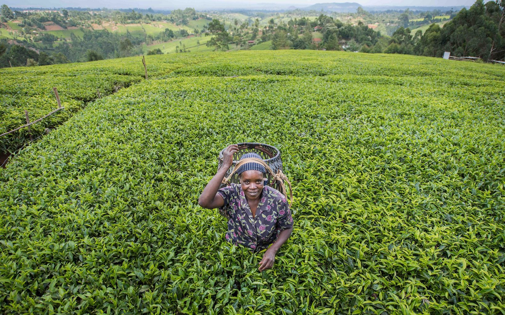 Beatrice Manyua and her husband Elijah own this tea plantation in the hills of Othaya, Nyeri County, Kenya.
