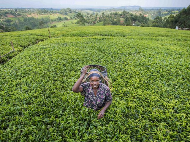 Beatrice Manyua picks up to 30 kg of tea a day on her plantation in Kenya. With support from Water Fund, she has reduced soil runoff and increased her yield of tea and food.