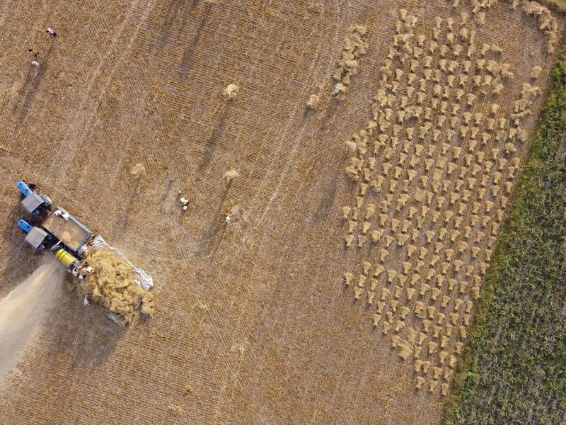 Aerial view of wheat threshing at Rajesh Kumar’s farm in Karnal region, Haryana.