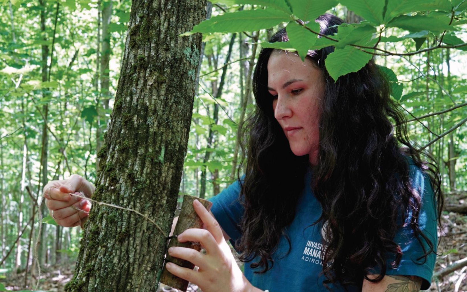 Buzz Off Setting up bio-controls to target emerald ash borer, an invasive insect that threatens North America's native ash trees
 © Shaun Kittle/TNC