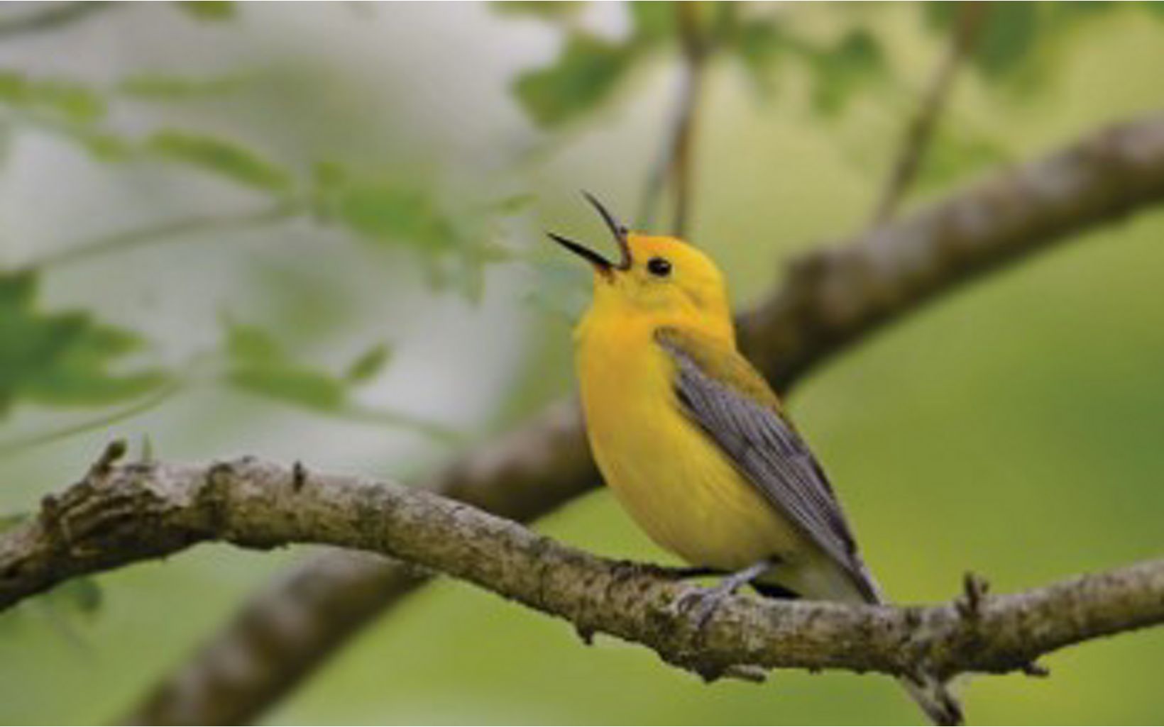 Ode to Joy A prothonotary warbler announces the arrival of spring  © Matt Milliams
