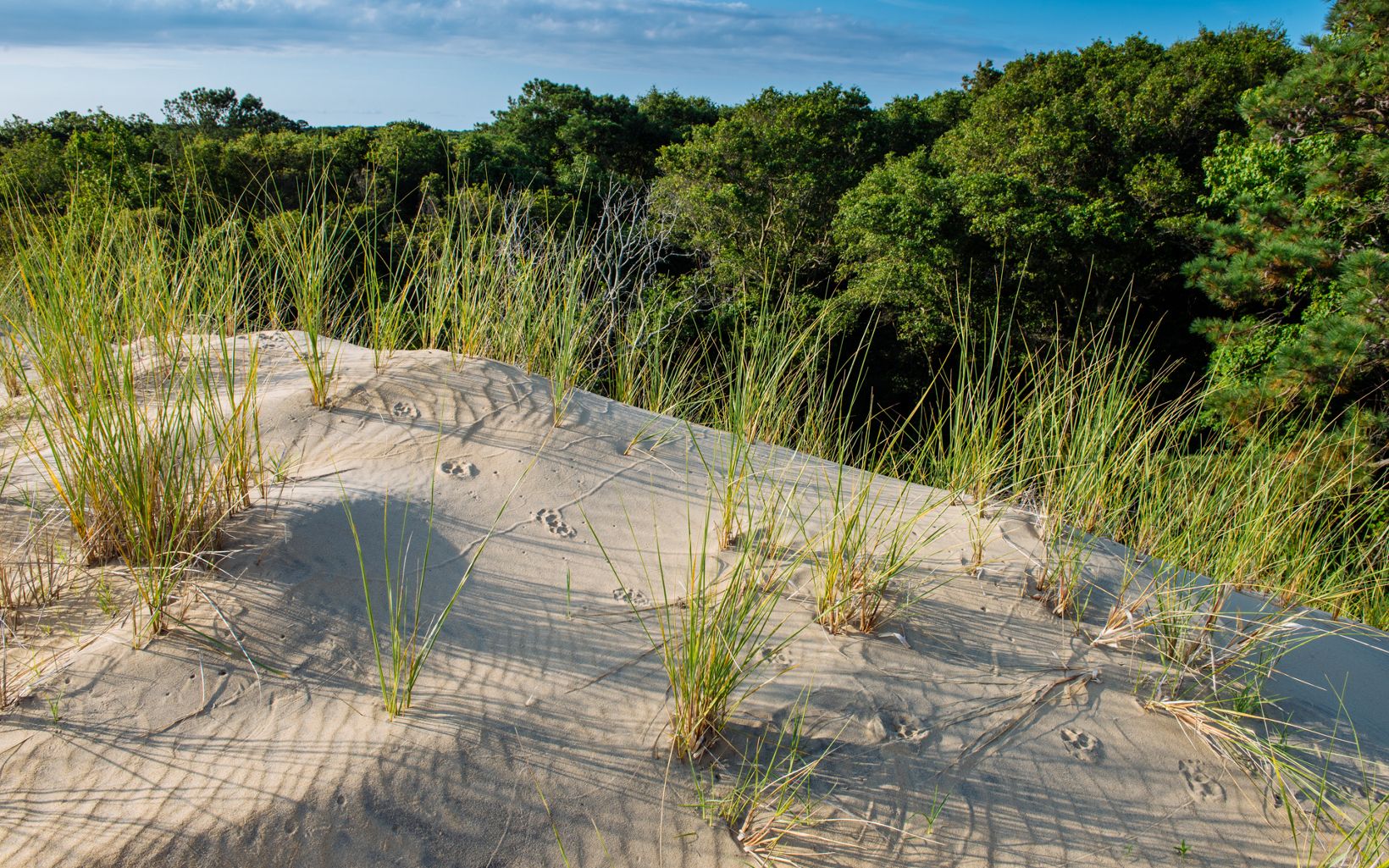 A sand dune at Nags Head Woods.