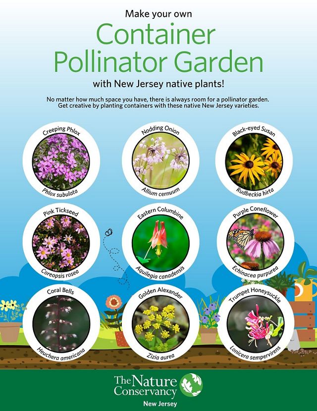 Infographic showing nine native plants that can be used for a container pollinator garden.