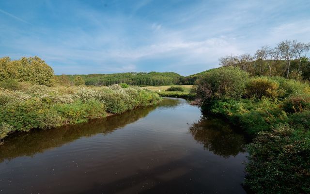 A river surrounded by trees and bushes.