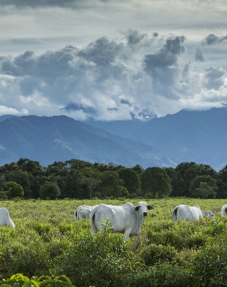 white cows graze in a green field with mountains behind