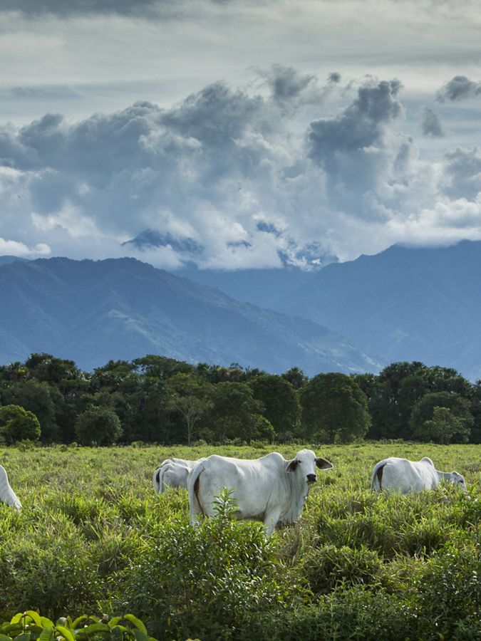 white cows graze in a green field with mountains behind