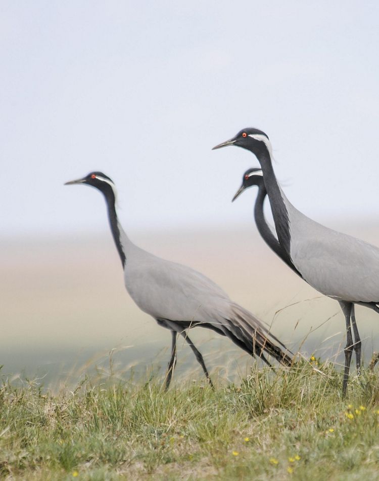 Close up of demoiselle cranes walking through grassland