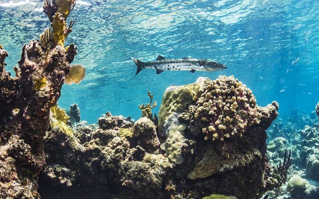 a barracuda fish swimming amongst a coral reef.