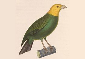 A drawing of an ‘Ō‘ū, an extinct native Hawaiian bird.