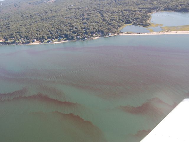 In Long Island, nitrogen pollution from outdated septic systems has resulted in algae blooms and rust tides.