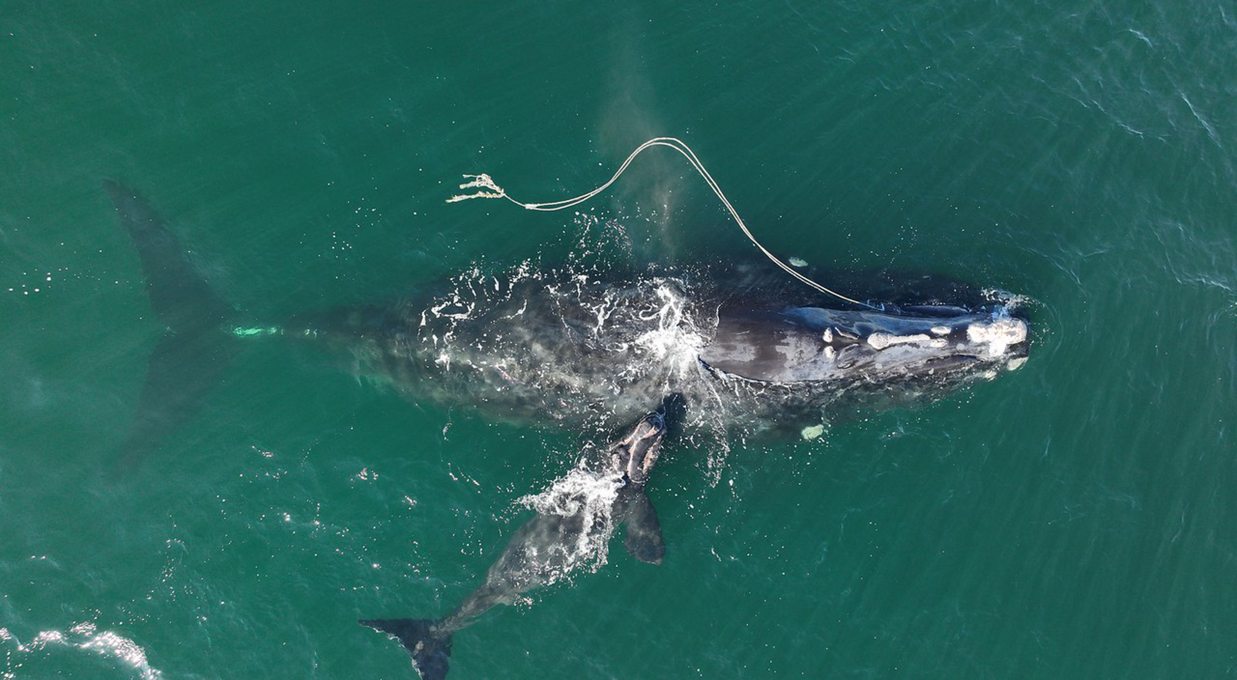 An entangled North Atlantic Right Whale swims along tending to her calf while dragging rope and fishing gear on both sides. 