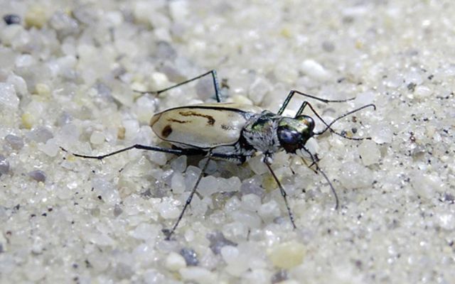 A small cream colored beetle with thin black stripes on its back blends into a patch of light colored sand speckled with small black dots.