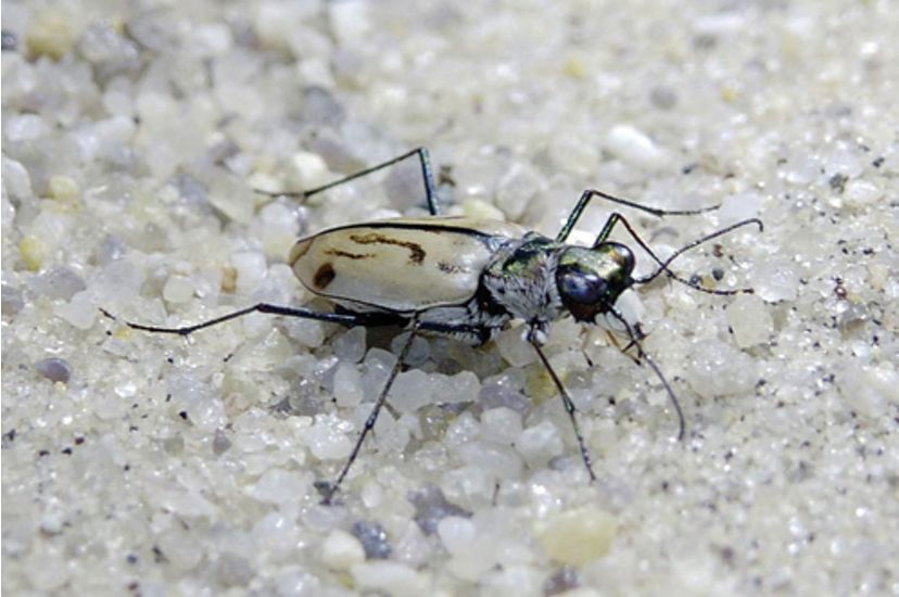 A small cream colored beetle with thin black stripes on its back blends into a patch of light colored sand speckled with small black dots.