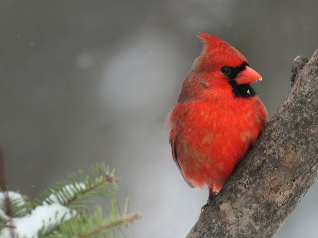 A red male cardinal sitting on a branch.