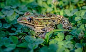 A leopard frog sits among green leaves.