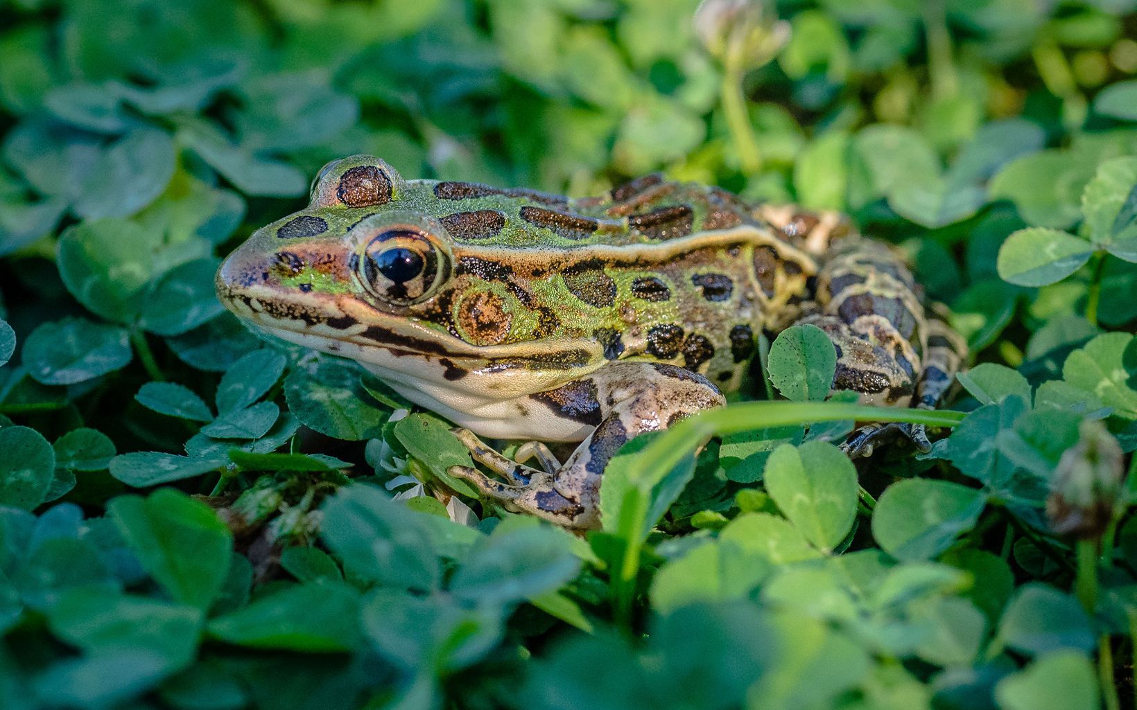 A northern leopard frog sitting within greenery.