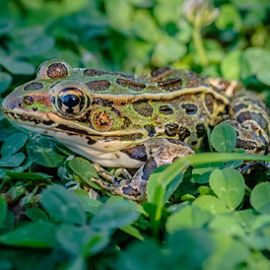 Large green leopard frog with brown spots sitting among green clover trying to blend in.
