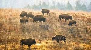 A herd of bison stand in a grass field at Nachusa.