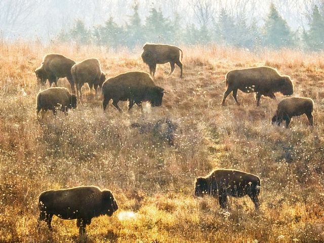Bison herd grazing on a hill in the prairie at Nachusa Grasslands.