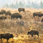 Small group of bison eating the fall season grasses at the Nachusa Grasslands Preserve in Illinois.