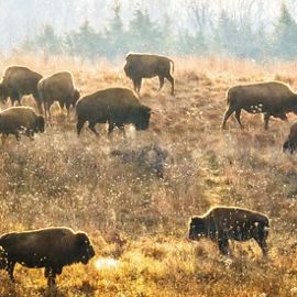 Several bison grazing in a pasture under warm light.