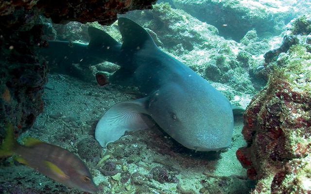 A nurse shark rests on the floor of the coral reef.