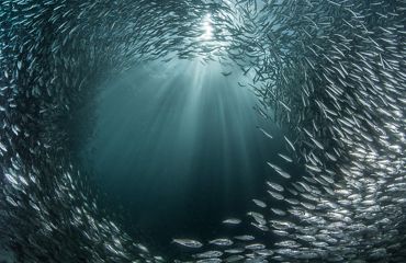 A school of silver fish swim through calm waters.