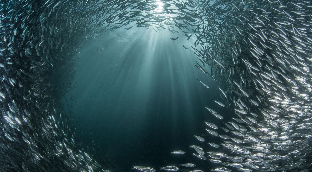 School of fish.