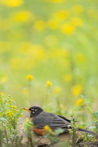 An American robin resting on the ground among yellow flowers. 