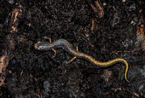 A brown and yellow salamander slithering through the dirt.