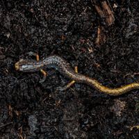 Four-toed salamander (Hemidactylium scutatum).