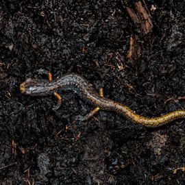 Looking down on a brown salamander with orange markings on its tail lying on muddy earth.