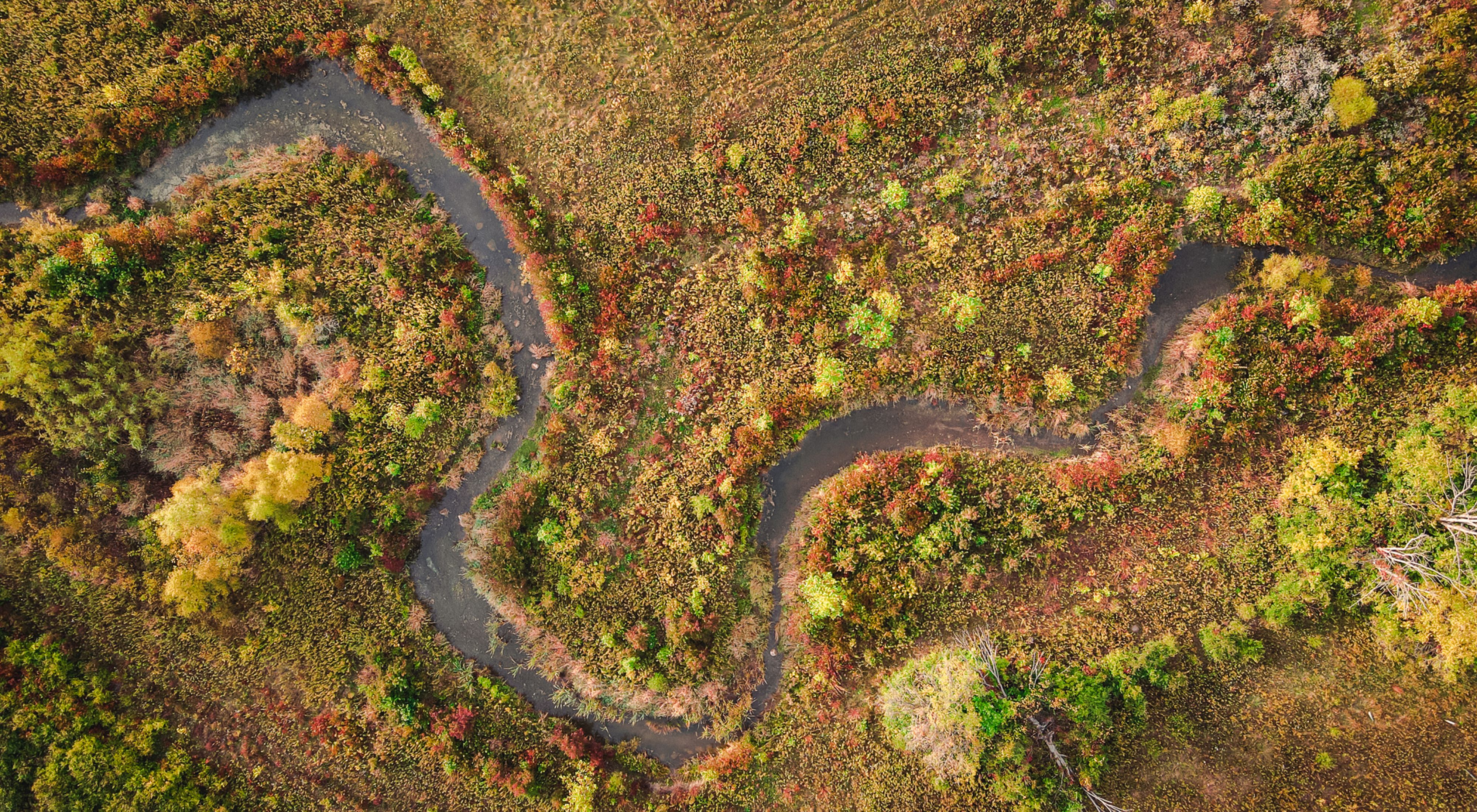 Aerial view of stream meandering across landscape of trees and meadows in autumn colors.