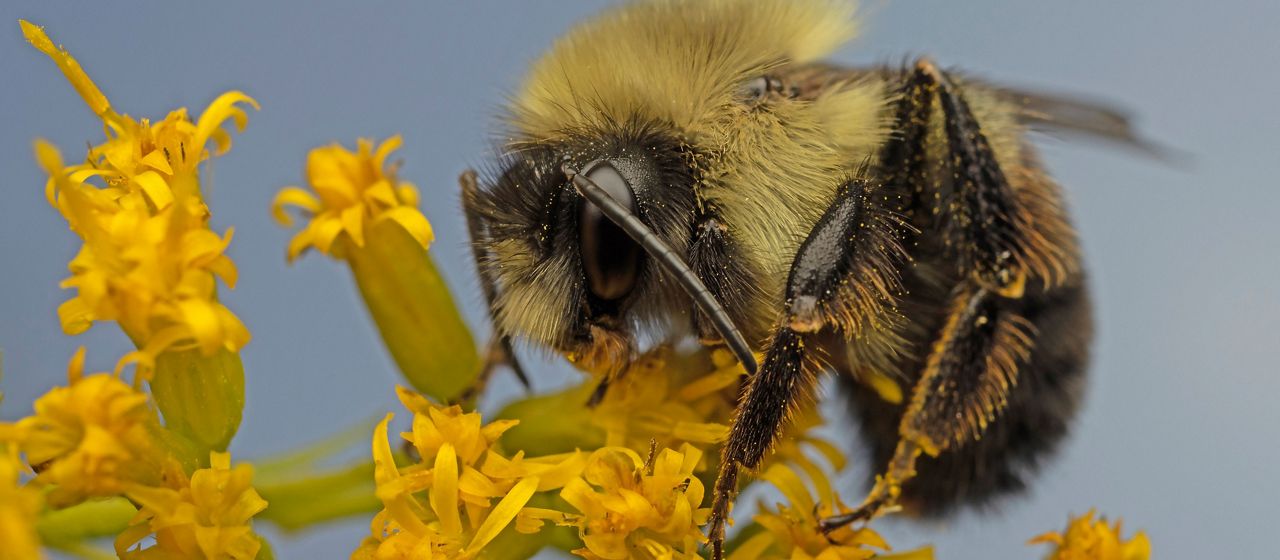 A large bumble bee collects pollen from goldenrod.