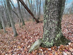Chestnut oaks in fall forest.