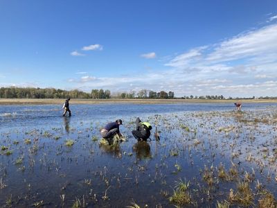 TNC staff kneel in standing water while planting native plants in wetland habitat.
