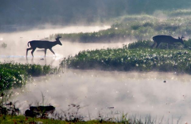 White-tailed deer crossing a stream in the early morning fog. 