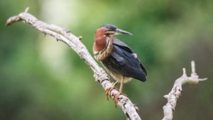 A green heron perched on a bare branch against a blurred green background. 
