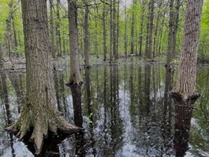 Large trees grow out of swamp in forest.