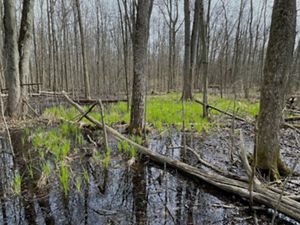 Fallen logs rest in swamp forest.