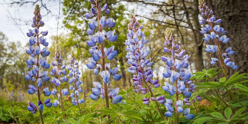 Thriving wild lupine.