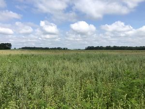 Native wet prairie habitat at Sandhill Crane Wetlands.