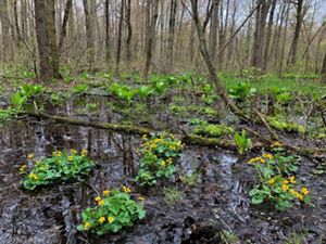 Yellow flowers bloom in forested swamp habitat.