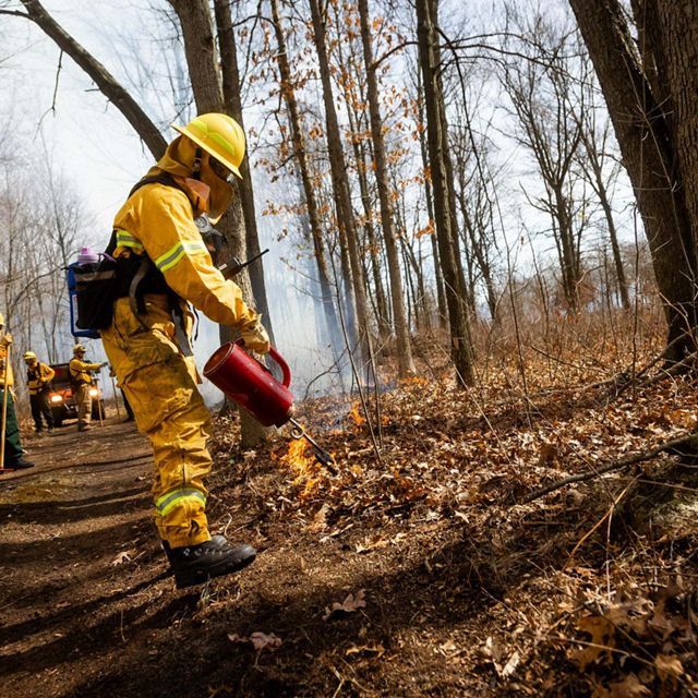 Clad in yellow safety gear, a fire practitioner uses a red drip torch to ignite a prescribed fire in a forest.